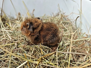 Peruaner Meerschweinchen Babys  Bild 4