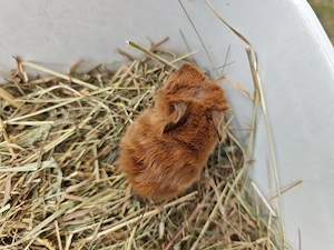 Peruaner Meerschweinchen Babys  Bild 6