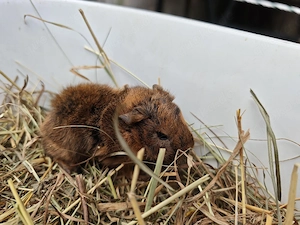 Peruaner Meerschweinchen Babys  Bild 2
