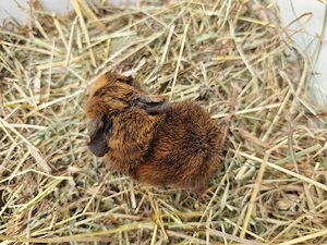 Peruaner Meerschweinchen Babys  Bild 5
