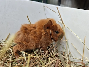 Peruaner Meerschweinchen Babys 
