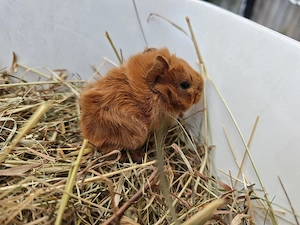 Peruaner Meerschweinchen Babys  Bild 3