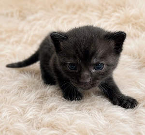 BKH EKH mix kitten 
