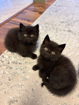 Britisch langhaar Katze zu verkaufen 