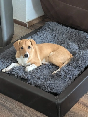 Zaubermaus Sanela möchte mit dir kuscheln 