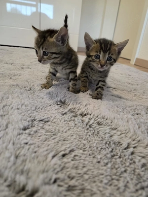 Bengal mix kitten zu verkaufen 