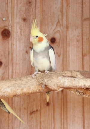 Nymphensittich Hahn Bild 3