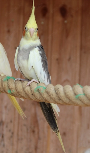 Nymphensittich Hahn Bild 2