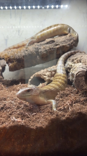 Indonesischer Blauzungenskink