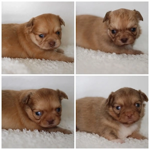 Wunderschöne Reinrassige Chihuahua Welpen Rüden Hündin Choco Red Brindle Langhaar.