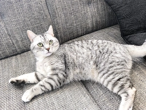 BKH Katzenpaar 