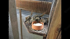 Baumstreifenhörnchen - Jungtiere  abzugeben 