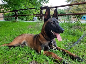 Malinois Welpen
