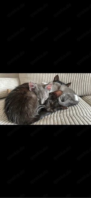 kitten männlich und weiblich 