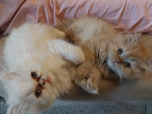 Die süßeste Perser kitten der Welt 