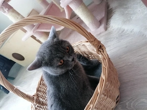 Britische Kurzhaarige Katze