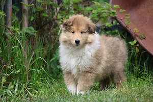 Englischer Langhaar Collie 