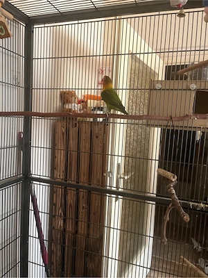 papagai agapornis fischeri Bild 3