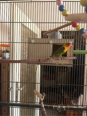 papagai agapornis fischeri Bild 2
