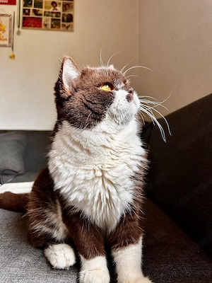 Besonders Bkh Kater 