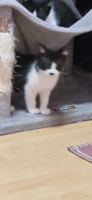 Junge Kätzchen Bild 3