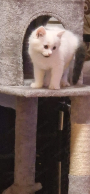 Junge Kätzchen Bild 2