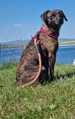 Wunderschöne Hündin, 2 Jahre und 8 Monate alt.  