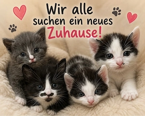    Unsere kleinen Fellnase suchen ein liebevolles Zuhause   