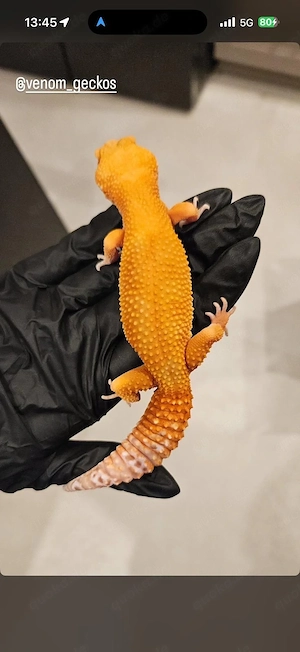 0.1 Leopardgecko (Stonedevil)