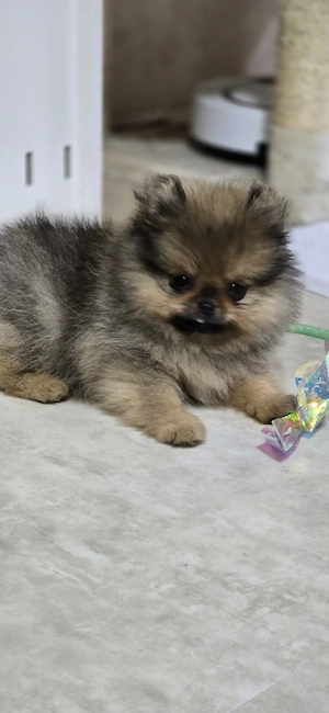 Pomeranian Welpen 