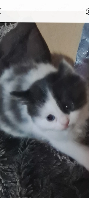 Katzen babys 9Wochen alt 