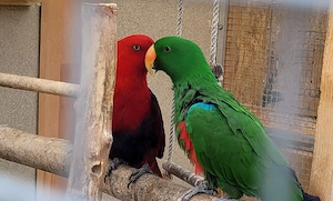 Neuguinea  Papgeien  Pärchen 