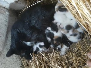 Kleine Kätzchen  Maikatze  Glückskatze