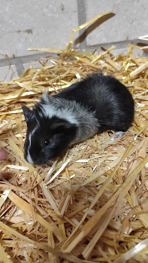 Meerschweinchen Weibchen Jungtiere 