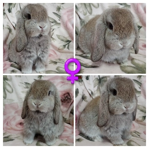 Reinrassige Minilop Mini Lop Zwergwidder  Bild 3