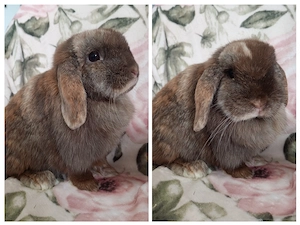 Mini Lop Minilop Zwergwidder Häsin 11 Monate 
