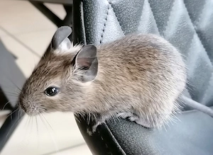 Degu wildfarben