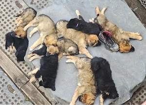 mischlingswelpen Altdeutscher Hütehund
