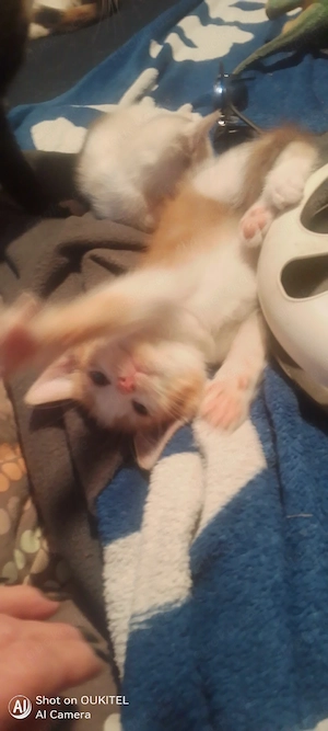 baby katerchen