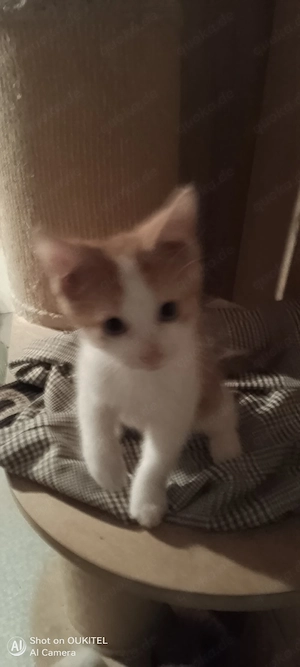 Baby Katze 6 w.