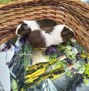 Meerschweinchen Weibchen 