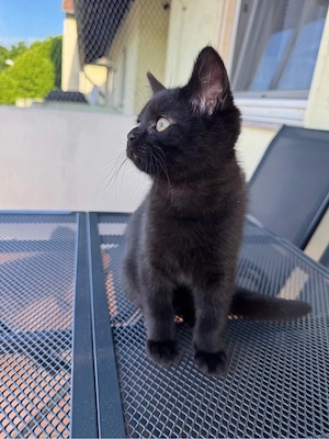 Zwei wunderschöne schwarze Kater suchen ein liebevolles Zuhause