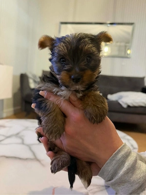 Yorkshire Terrier Mini