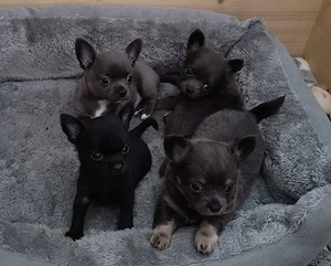 Chihuahua Welpen blue und lackschwarz 