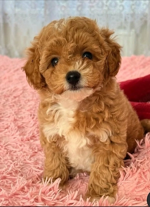 Wunderschöne Maltipoo