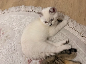 british kurzhaar kater