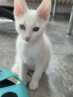 Weiße Katze 11 Wochen