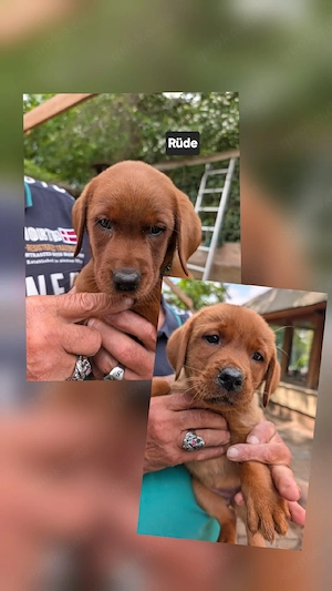 Zuckersüße Labradorwelpen