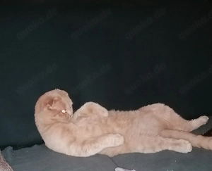 Kater junger Kater 
