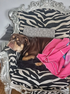 Old english bulldog rüde